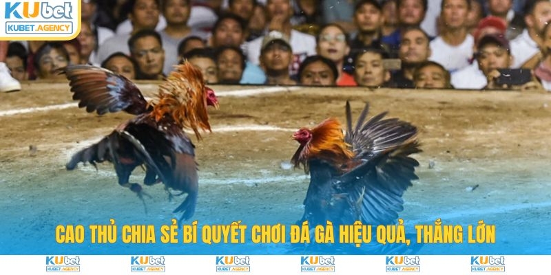 Cao thủ Kubet chia sẻ bí quyết chơi đá gà