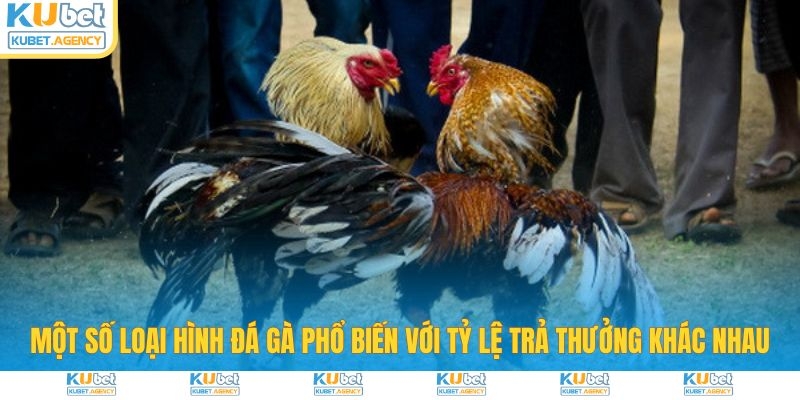 Một số loại hình đá gà với tỷ lệ trả thưởng cao